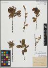 Foto von Salix appendiculata Vill.